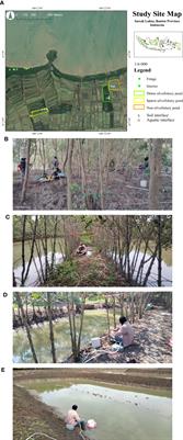 Carbon stocks and effluxes in mangroves converted into aquaculture: a case study from Banten province, Indonesia